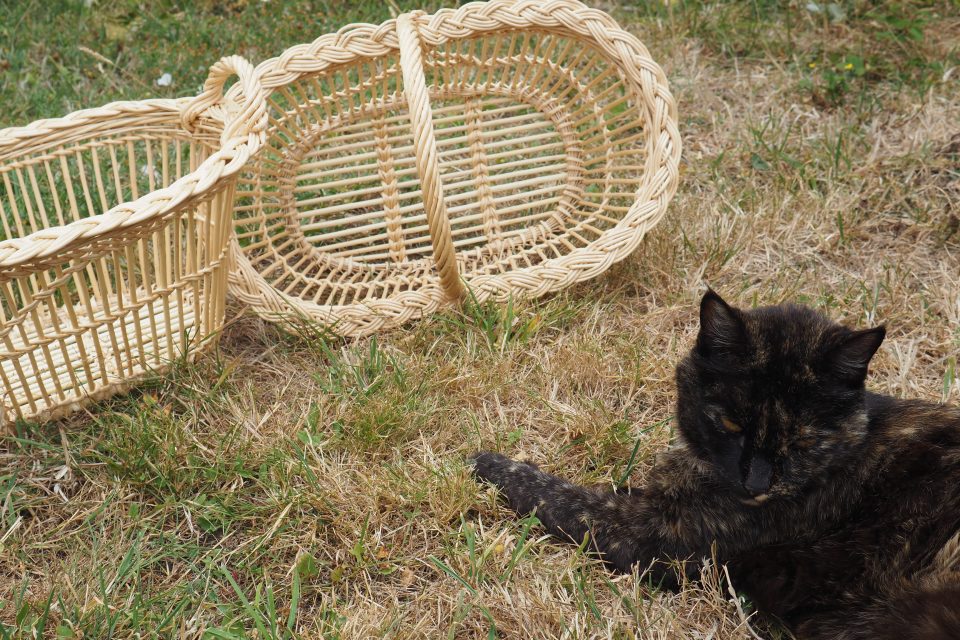 Paniers à fraises avec chat